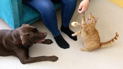 Gato a brincar com um brinquedo de penas com o dono enquanto o cachorro assiste