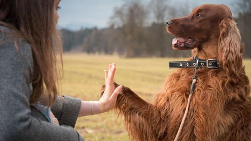 Setter Irlandês dá a pata