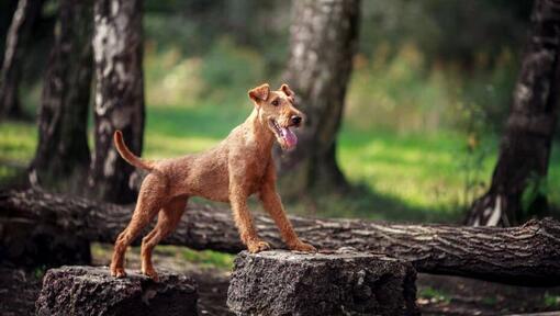 Terrier irlandês na floresta