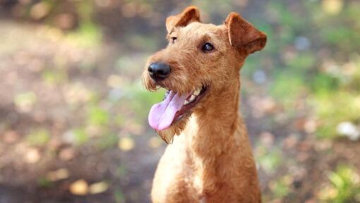 Terrier irlandês com língua de fora