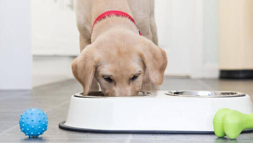  Filhote de labrador amarelo comendo em uma tigela