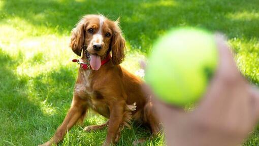 Filhote de spaniel feliz esperando que uma bola de tênis seja lançada