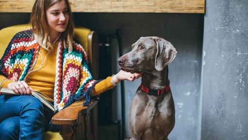 Weimaraner sentado ao lado de uma mulher