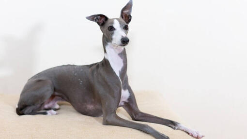 cão galgo italiano deitado