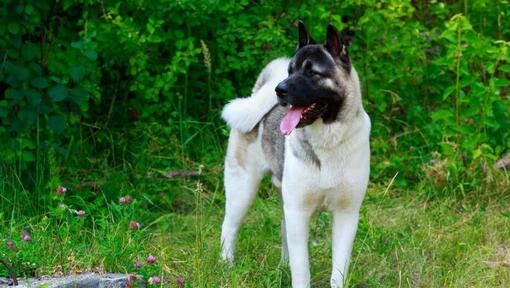 Akita Inu na relva