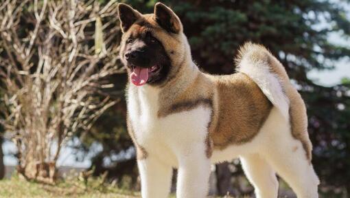 Japanese Akita - Raças de Cão