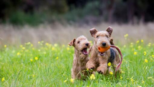 dois terriers a brincar