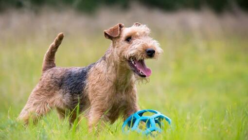 Terrier a olhar de longe