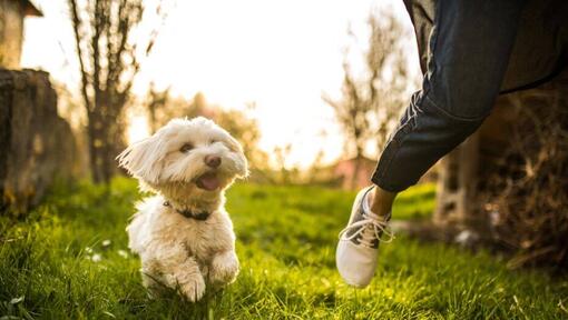 cão bichon maltês a correr