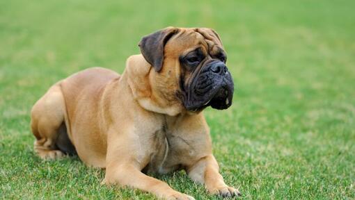 cão Mastiff deitado na relva