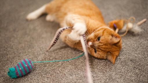 gato laranja a brincar com uma varinha de penas