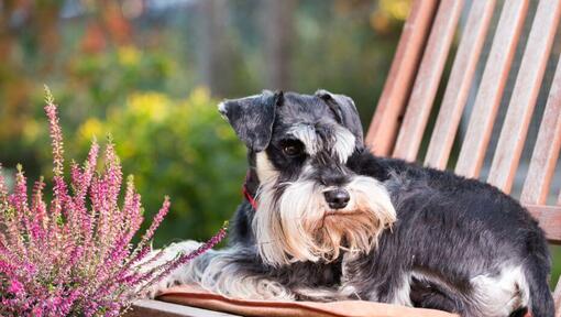 Schnauzer miniatura deitado numa cadeira num jardim