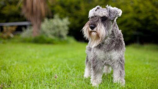 Schnauzer miniatura em pé na relva