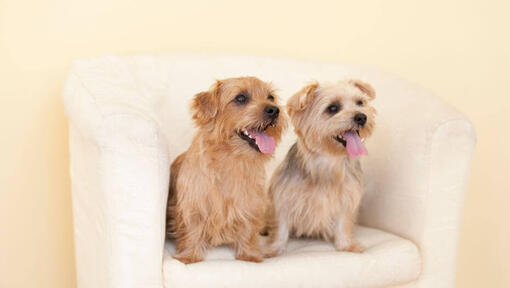 Dois Norfolk Terriers na cadeira