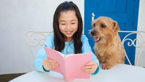 Norfolk Terrier sentado ao lado de uma garota