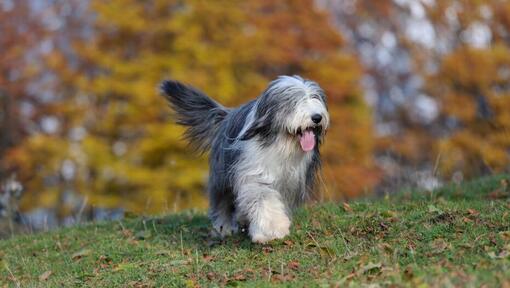 cão Bobtail a correr na relva