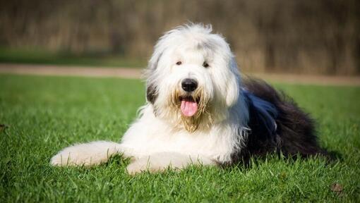 Cachorro Bobtail: características e fotos