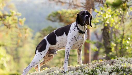 cão Pointer na floresta