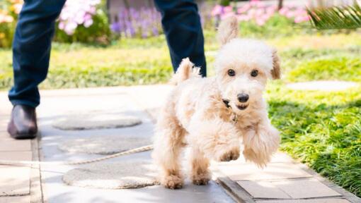 Poodle a brincar no quintal