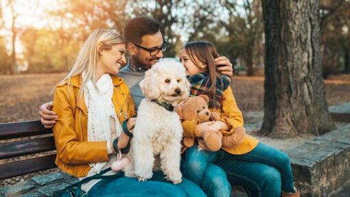 Poodle sentado com a família