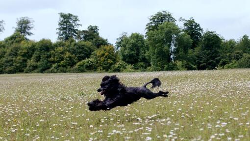 Cão de água português a correr no campo
