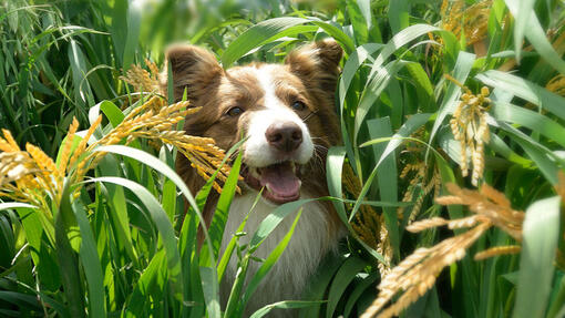 Cão feliz com Beyond
