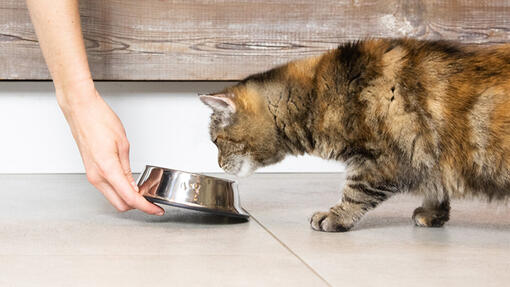 Produtos Purina: dieta para gato para diabetes