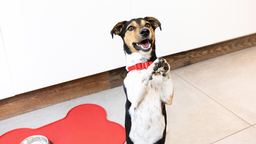 Produtos PURINA: ração para cães de raças mini ou pequenas