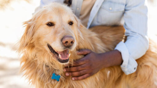 Cão sénior com dono