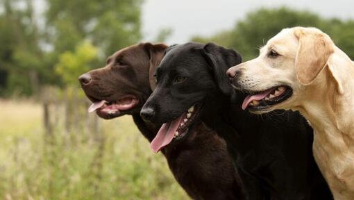 três labradores juntos