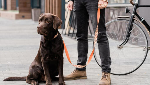 labrador ao lado de seu dono