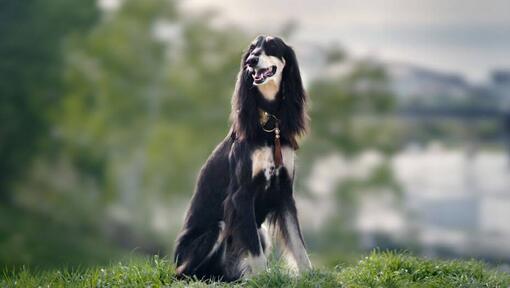 Cachorro saluki sentado na colina