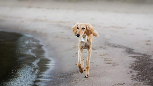 Cachorro saluki a correr na praia