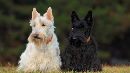 Terriers escoceses preto e branco sentados um ao lado do outro