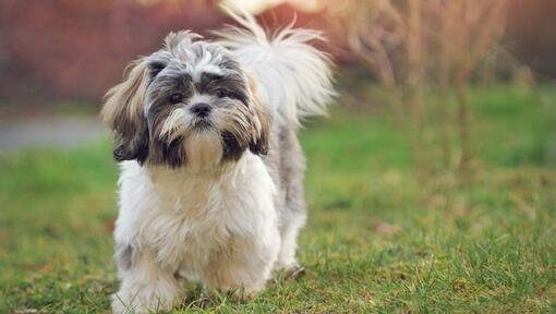 cachorro shih tzu a andar na relva