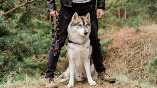 Husky sentado ao lado do dono