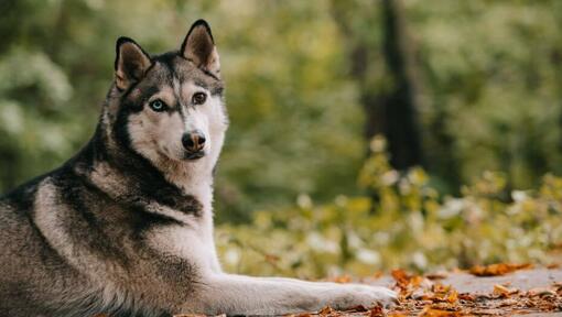 Husky na floresta