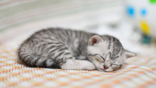 pequeno gatinho a dormir num cobertor