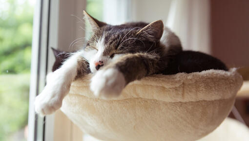 gatinho a dormir numa cama de gato