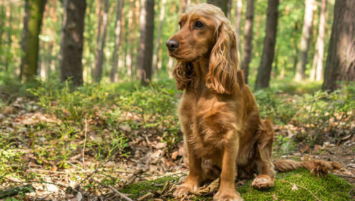 Raças de cachorro: Cocker Spaniel Inglês, Artigos