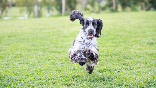 Cocker Spaniel Inglês: veja as características na PremieRpet