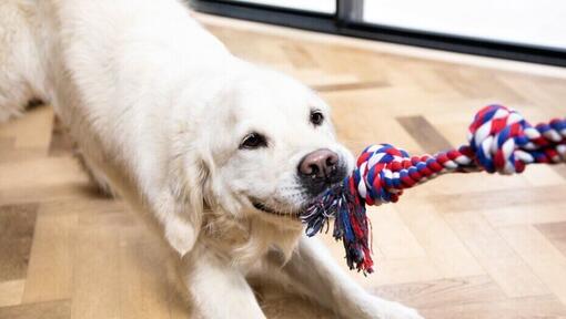 cachorro jogando cabo de guerra com um brinquedo de corda