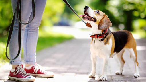 Beagle a olhar para o dono