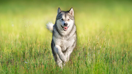 Husky a correr pela relva