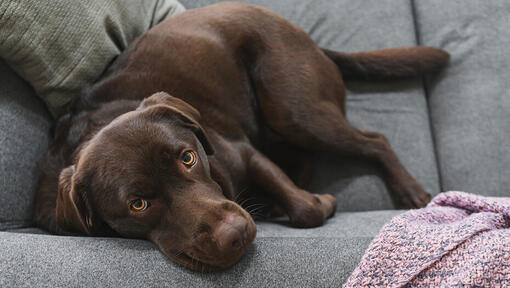 Cachorro grávida no sofá