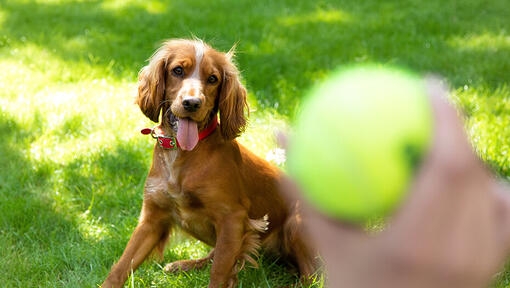Cachorro à espera para brincar com bola de ténis