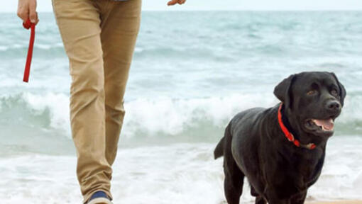 homem e cachorro a andar na praia