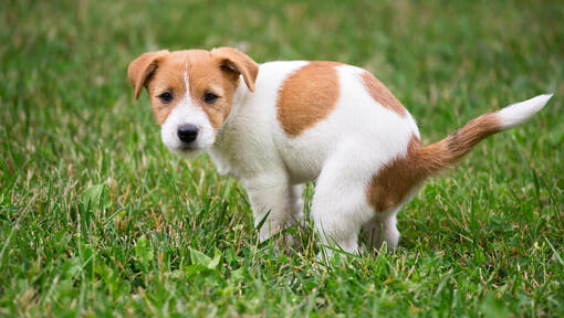 Jack russell cachorrinho a fazer cocó na relva