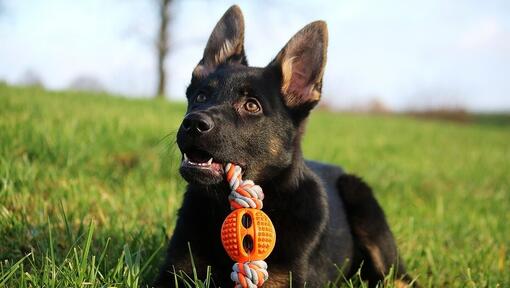 cachorro mastigando um brinquedo de corda