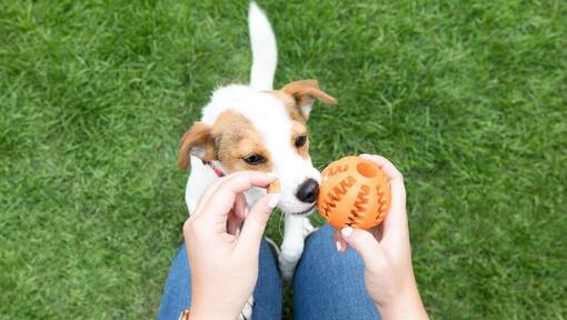 cachorro recebendo um brinquedo distribuidor de guloseimas